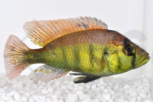 010289_Astatotilapia-aeneocolor-yellow-belly_Papyrus-Maulbrueter_01