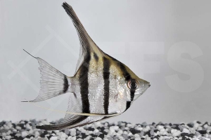 010298_Pterophyllum-scalare_Perualtum-Skalar_01