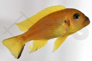 010300_Pseudotropheus-spec-daktari_Daktari-Maulbrueter_01
