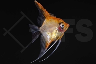 010312_Pterophyllum-scalare_Skalar_Rote-Teufel_02