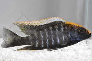 010332_Aulonocara-maylandi_Schwefelkopf-Kaiserbuntbarsch_01