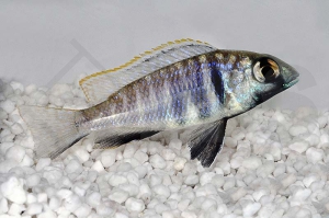 010342_Placidochromis-electra_Likomamaulbrueter_01