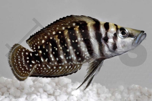 010348_Altolamprologus-calvus_Perlhuhnbarsch-black-pearl_01