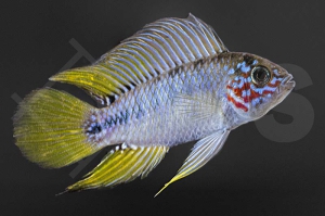 010355_Apistogramma-borelli_Borellis-Zwergbuntbarsch-opal_01