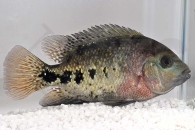 010359_Vieja-melanura_Feuerkopfbuntbarsch_01