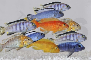 010360_Malawiseecichliden-Mix_01