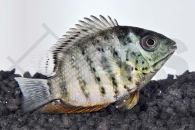 010362_Heros-severus_Augenfleckbuntbarsch_01