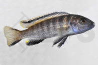 010367_Pseudotropheus-flavus_Flavus-Maulbrueter_01
