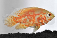 010382_Astronotus-ocellatus_Pfauenaugenbuntbarsch-gold_01