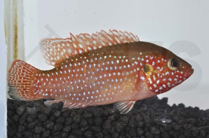 010383_Hemichromis-guttatus_Roter-Cichlide_01