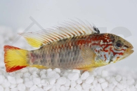 010384_Apistogramma-macmasteri_Villavicencio-Zwergbuntbarsch_01