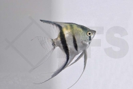 010392_Pterophyllum-scalare_Skalar-blau_01