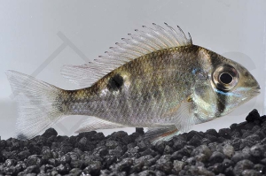 010394_Biotodoma-cupido_Schwanzstreifenbuntbarsch_01