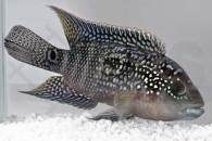 010395_Rocio-octofasciata_Achtbindenbuntbarsch_01