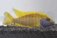 010397_Aulonocara-baenschi-benga_Gelber-Kaiserbuntbarsch_01