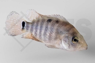 010399_Mesoheros-festae_Roter-Ecuadorbuntbarsch_01