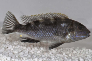 010414_Pseudotropheus-livingstoni_01
