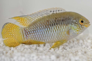 010426_Laetacara-curviceps_Tuepfelbuntbarsch_01