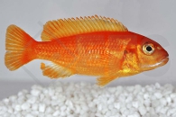010437_Pseudotropheus-saulosi_Saulosi-Zebramaulbrueter-korallenrot_01