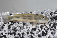 010438_Steatocranus-tinanti_Loewenkopfbuntbarsch_01