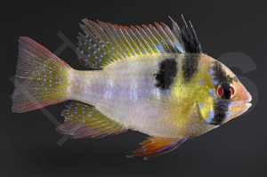 010440_Mikrogeophagus-ramirezi_Schmetterlingsbuntbarsch_01