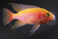 010453_Aulonocara-spec-dragon-blood_Drachenblut-Kaiserbuntbarsch_01