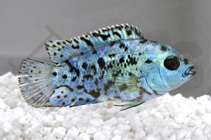 010480_Rocio-octofasciata_Blue-Jack-Dempsey-Cichlide_01