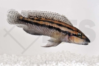 010482_Julidochromis-dickfeldi_Dickfelds-Schlankcichlide_01