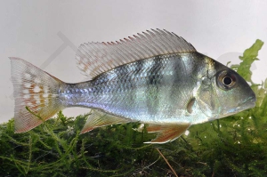 010487_Geophagus-surinamensis_Rotstreifen-Erdfresser_01