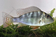 010487_Geophagus-surinamensis_Rotstreifen-Erdfresser_01