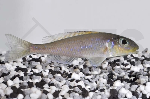 010490_Xenotilapia-flavipinnis_Gelber-Sandcichlide_01