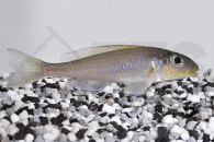 010490_Xenotilapia-flavipinnis_Gelber-Sandcichlide_01