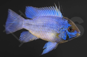 010495_Mikrogeophagus-ramirezi_Schmetterlingsbuntbarsch-electric-blue_01