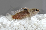 010500_Badis-singenensis-spec-buxar_Roter-Zwergblaubarsch_01