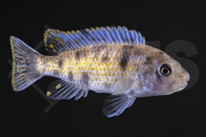 010503_Labeotropheus-fuelleborni_Schabemundbuntbarsch_01