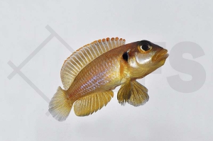 010505_Lamprologus-ocellatus_Tanganjika-Schneckenbuntbarsch-gold_01