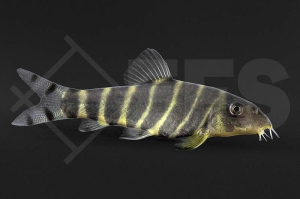 070022_Botia-dario_Gruene-Baenderschmerle_01