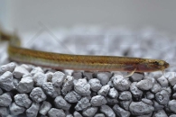 070025_Pangio-cf-doriae_Spagetti-Aaldornauge_01