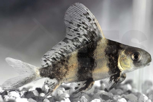 070026_Myxocyprinus-asiaticus_Wimpelkarpfen_01