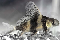 070026_Myxocyprinus-asiaticus_Wimpelkarpfen_01