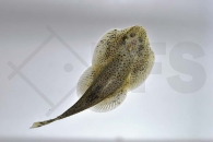 070027_Beaufortia-leveretti_Riesen-Flossensauger_01