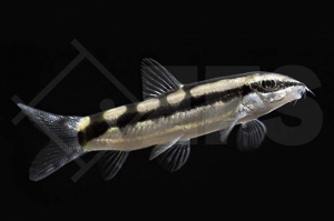 070030_Botia-sidthimunki_Schachbrettschmerle_01