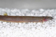 070033_Pangio-pangia_Zimtfarbenes-Dornauge_01