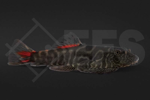 070040_Gastromyzon-sp_Flossensauger_Bloody-mary_01