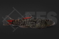 070040_Gastromyzon-sp_Flossensauger_Bloody-mary_01