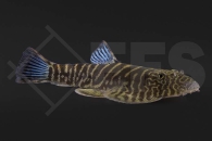 070041_Gastromyzon-sp_Flossensauger_Blue-fin_01