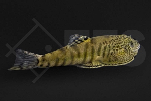 070043_beaufortia-granulopinna_tiger-flossensauger_01
