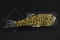 070043_beaufortia-granulopinna_tiger-flossensauger_01