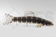 070054_Serpenticobitis-octozona_Achtringe-Schmerle_01