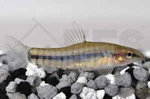 070059_Schistura-savona_Savona-Schmerle_01